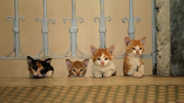 A cicák tudják, hogy van Isten - Tavasszal jönnek az isztambuli macskakalandok