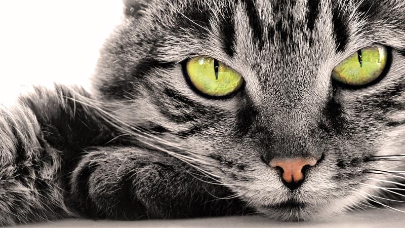 Napi vacak - A cicáink valóban potenciális gyilkosaink? 
