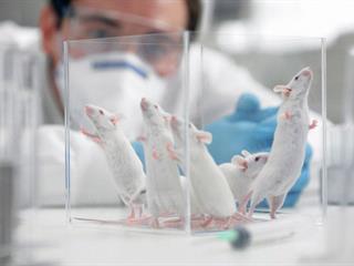 Állatkísérletek - tudomány és/vagy etika?